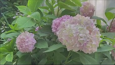 Image SEMEN GARDEN 2