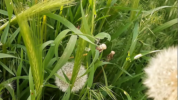 Image I piss in a public place in nature, and then masturbate my pussy to orgasm - Lesbian Illusion Girls