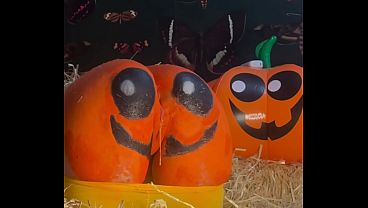 Image Teen gets Double CreamPie in Pumpkin Patch!