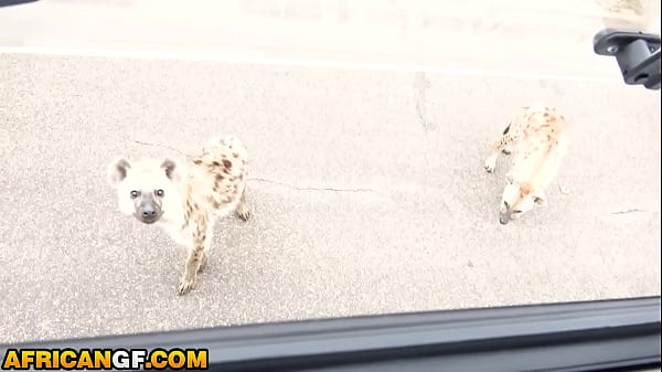 Image African girlfriend turns wild at safari begging me to ride her raw