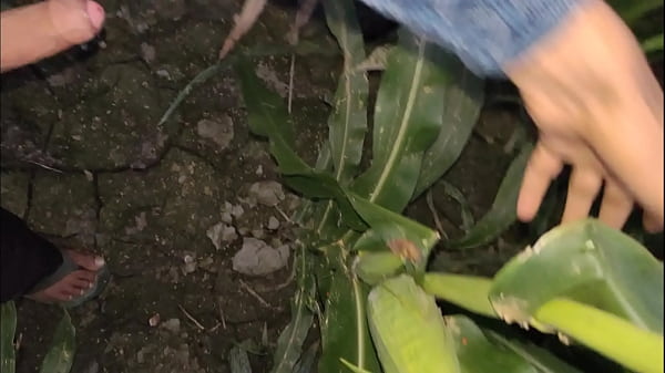 Image horny indian boy cumshot in night at corn field- outdoor compilation cumshot
