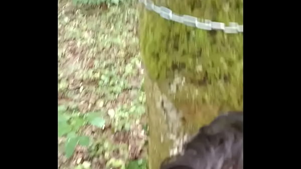 Image 2025 07 18 Chienne Marie offerte en foret