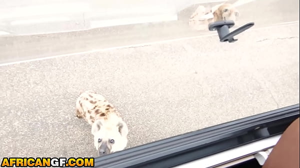 Image Busty Black Babe PUSSY POUNDED By Hung American BF In Safari Trip