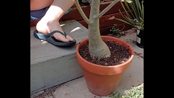 Image My desert rose