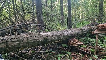 Image Anastasia Mistress outdoor fuck strapon anal sissy Sasha Earth