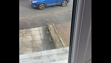 Image I saw what made my Dick hard from my window