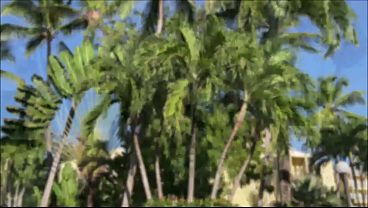 Image TROPICAL SHOWER
