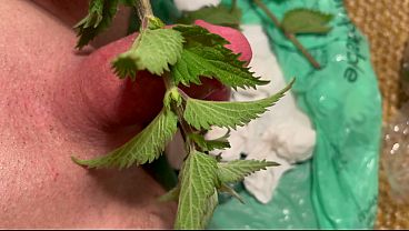 Image Cbt stinging nettles cum