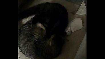 Image Verification video